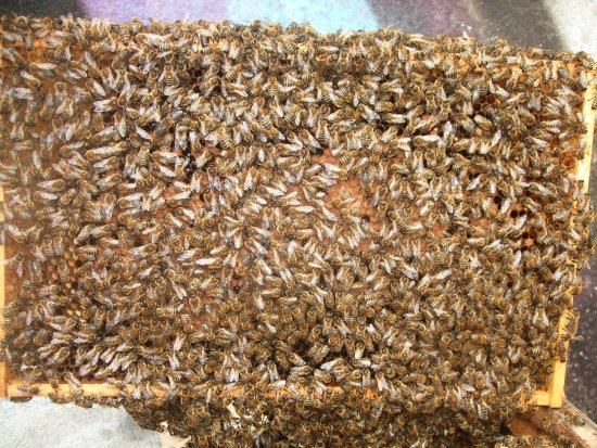 Rähmchen 1b (Posit. 2)