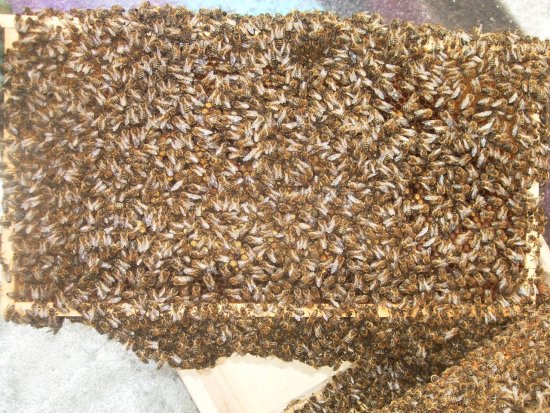 Rähmchen 6a (Posit. 1)