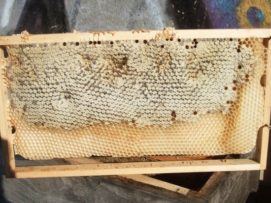 Rähmchen 7b (Posit. 8)