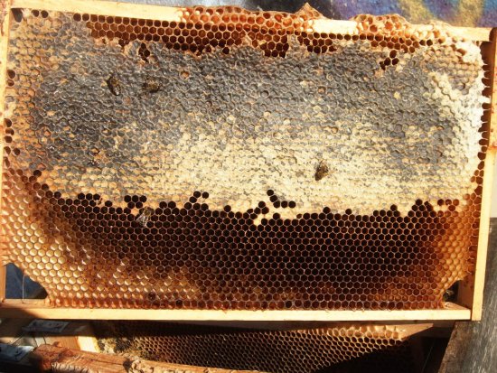 Rähmchen 4a (Posit. 6)