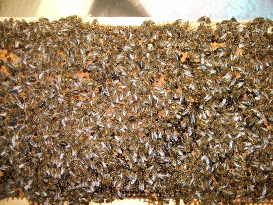 Verdeckelte Brut, K1B2R5b