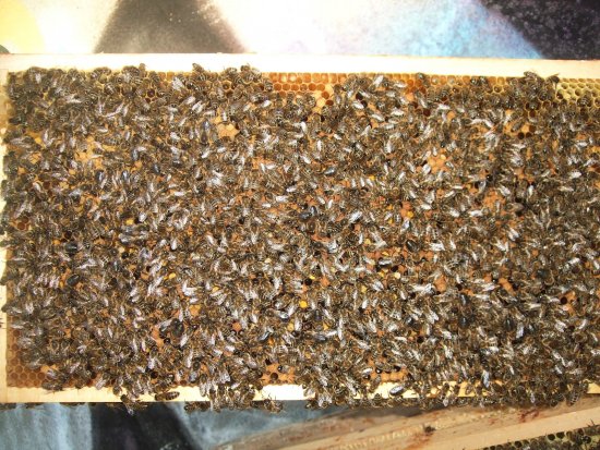 Verdeckelte Brut. K1B2R3a