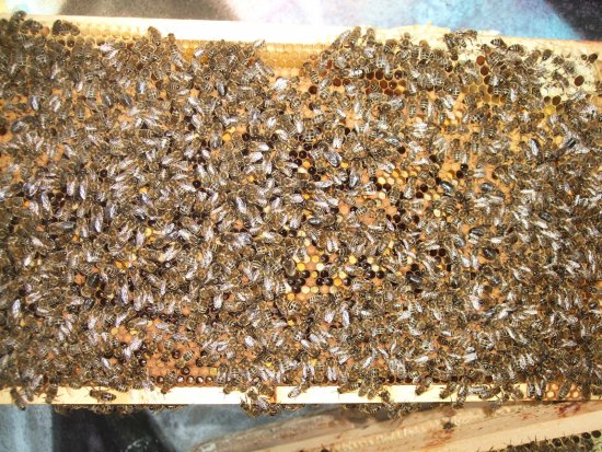 Verdeckelte Brut und Pollen. K1B2R3b