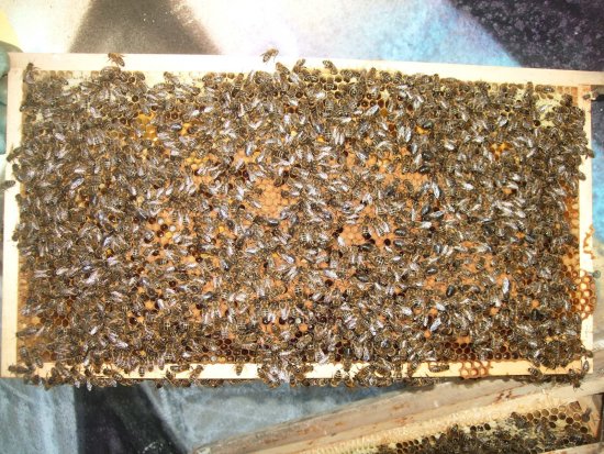 Verdeckelte Brut. K1B2R2a