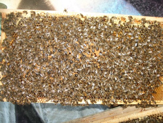 Verdeckelte Brut. K1B2R2b