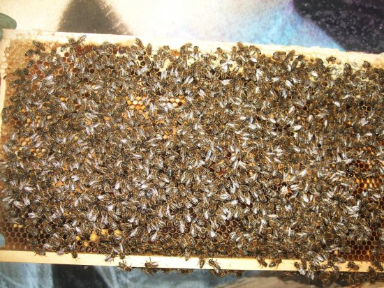 Etwas Pollen und verdeckelte Brut. K1B2R1a