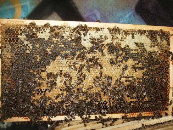 Honigwabe, voll.