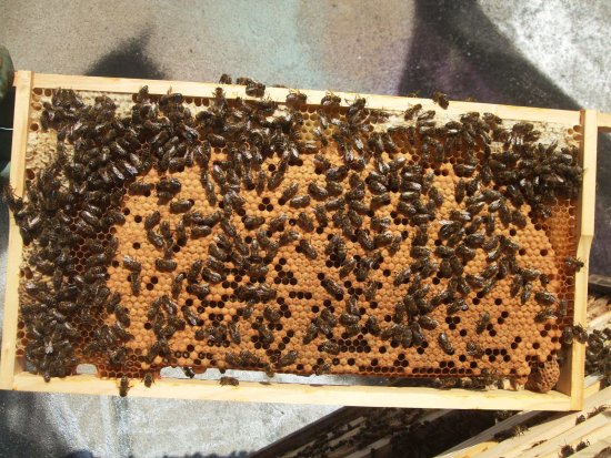 Nachschaffungszelle. K1Br2R05.