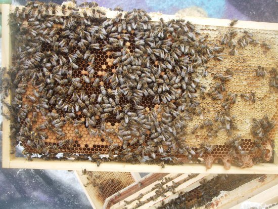 Brutwabe mit Rundmaden und jungen Bienen.