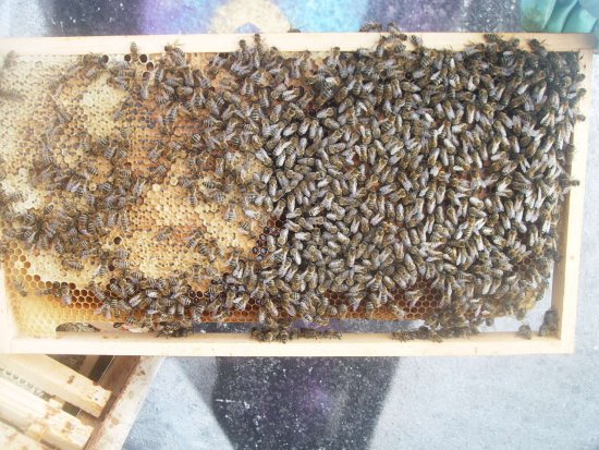 Brutwabe mit Rundmaden. K1Br1R02b
