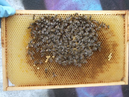 Rähmchen 4a (err5a)