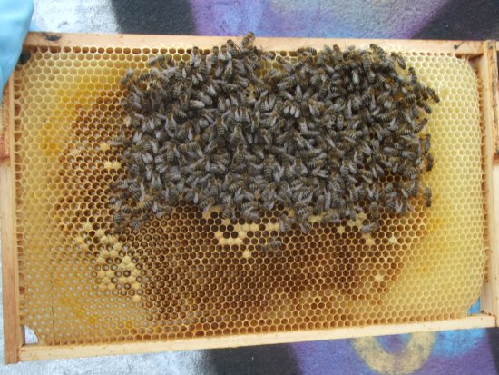 Rähmchen 4a (err5a)