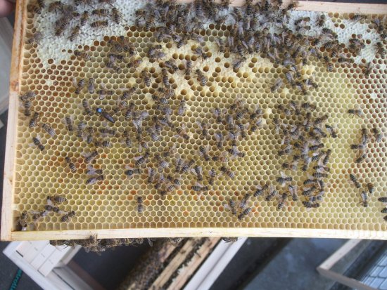 Rähmchen 4a - mit Königin