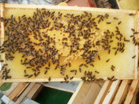 Ex-Leerwabe von Stelle 3