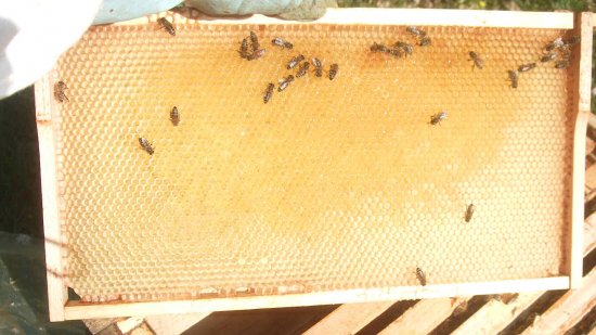 schon Nektar eingetragen