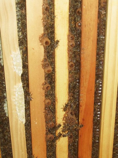 Glöckchen, Spielzellen