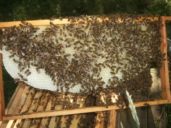 letzter Drohnenrahmen dies Jahr