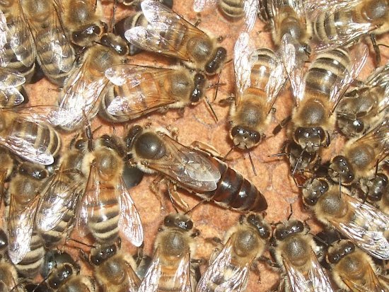 flugfähig in ner Woche?