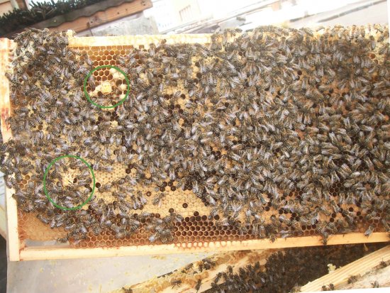 zwei Nachschaffungszellen