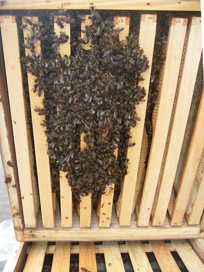 Brutzzarge von unten K2