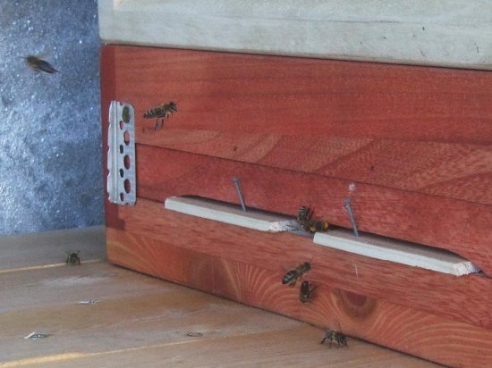 Das Einflugloch ist eingeengt.