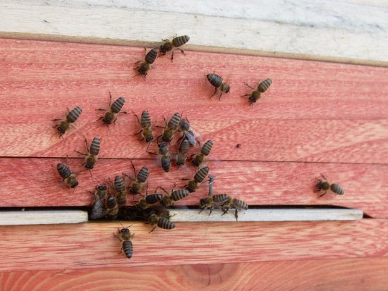 Bienen zurück in den Stock