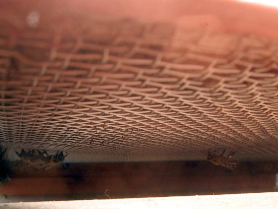 Die Kiste von unten, Beuteboden