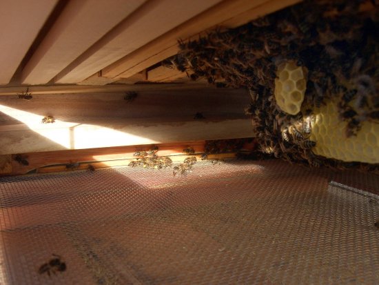 Flugloch im Spotlight