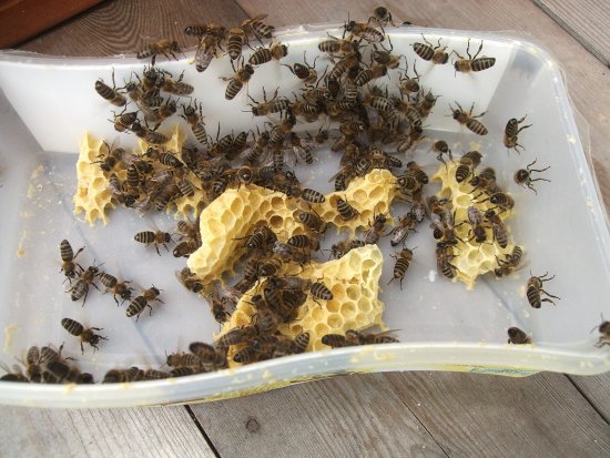 Wildbau/Wabenverbau in einer Schale