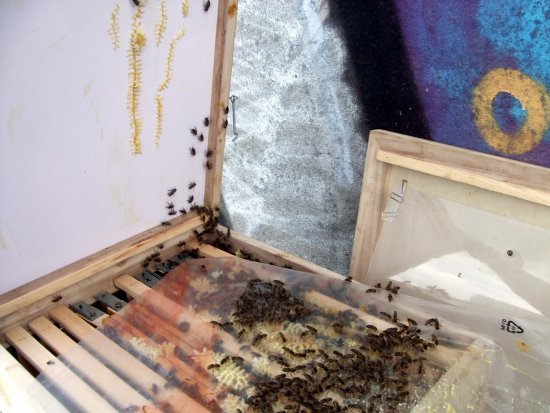 Kiste öffnen (zur 1. AS-Behandlung)