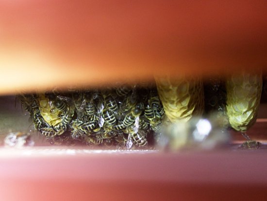 Wabenverbau - Wildbau