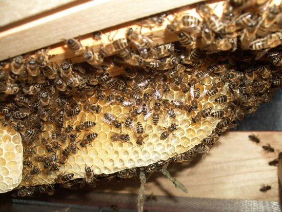 Alle Waben immer noch leer