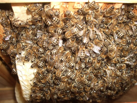 Die Bienenkugel von unten.