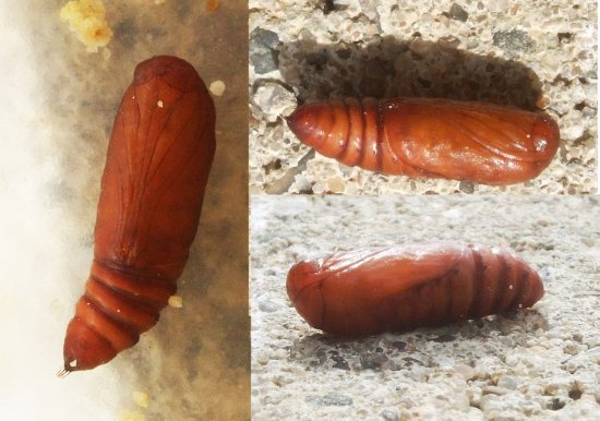 Insektenpuppe im Wachs