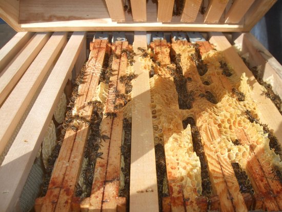 Aufsicht 1. Brutraum