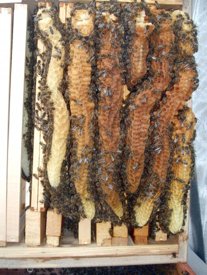 Naturwabenbau an Brutraum 1