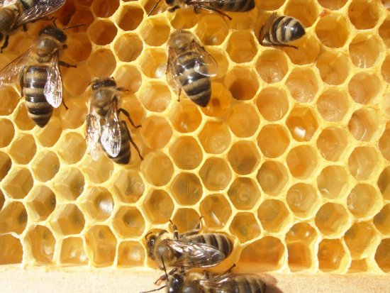 Brutwabe, Brutzellen