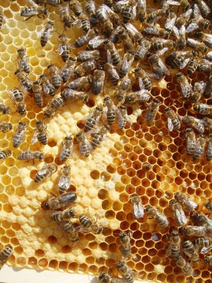 Brutwabe, Brutzellen