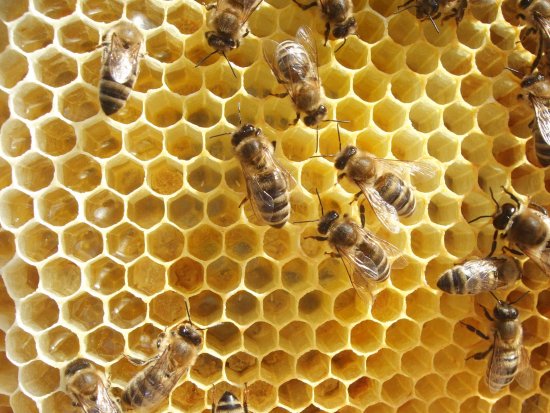 Brutwabe, Brutzellen