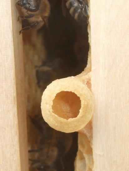 Weiselzelle - mit Made?