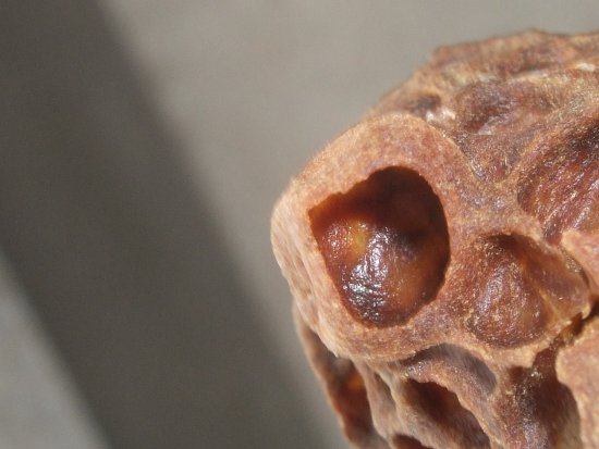 Spielnäpfchen oder Wz?