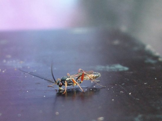 Kleiner Hautflügler