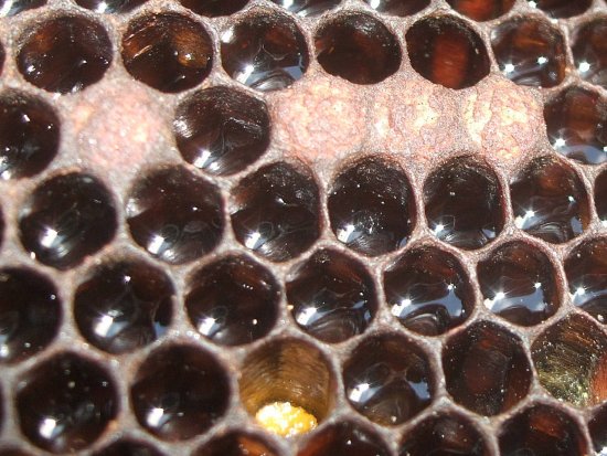 Vier verdächtige Zellen