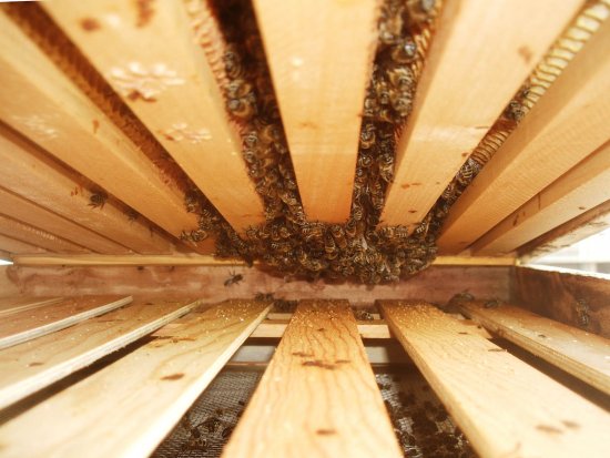 Bienentraube in Kasten 2.