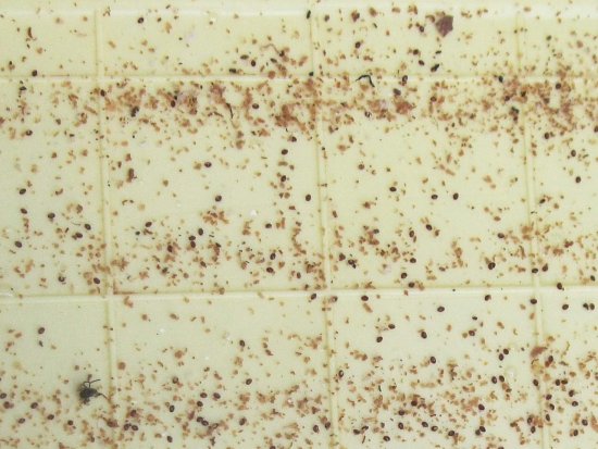 Oxalsäurebehandlung