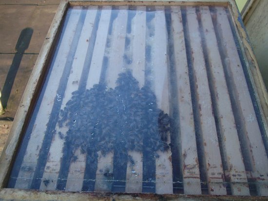 Gassenbesetzung, Wintertraube