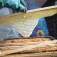 Bee project