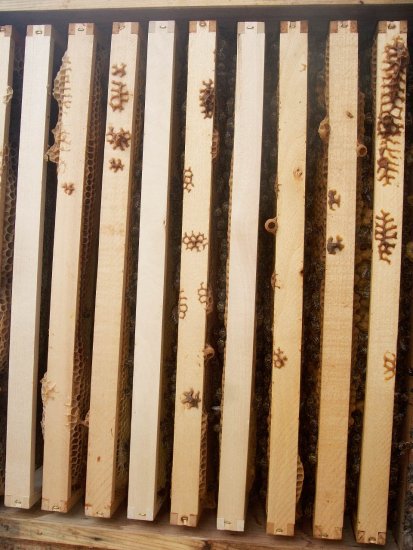 Drei Weiselnäpfe in Kasten 1