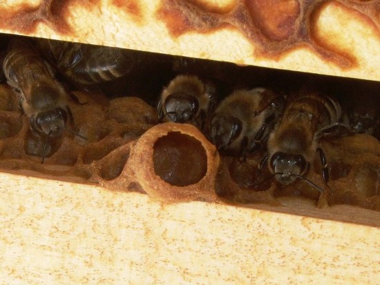 Weiselzellen-Detail, Kasten 1