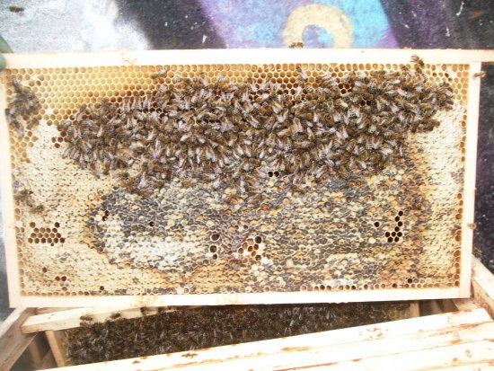 Honigwabe in K1 angebrochen